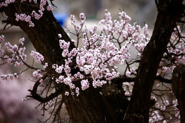 相约山水化隆 化隆县第七届杏花文化艺术周即将举办