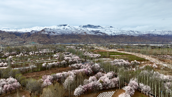 去化隆，与杏花来场浪漫之约
