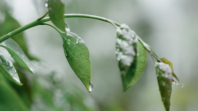 今日谷雨丨谷雨春光晓，山川黛色青