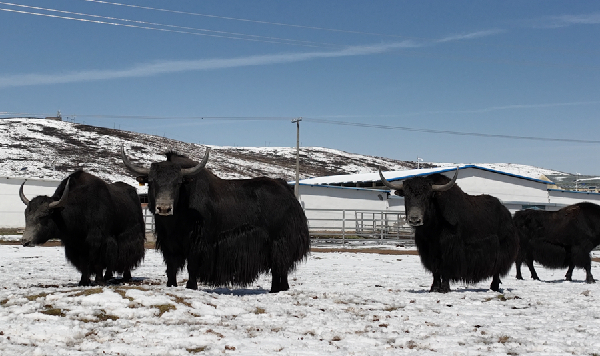 乡村振兴看青海丨青海省河南县：雪多牦牛产业发展跑出&ldquo;加速度&rdquo;