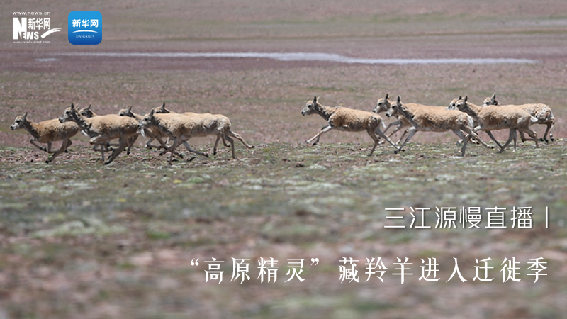 大美中国丨三江源慢直播——“高原精灵”藏羚羊进入迁徙季