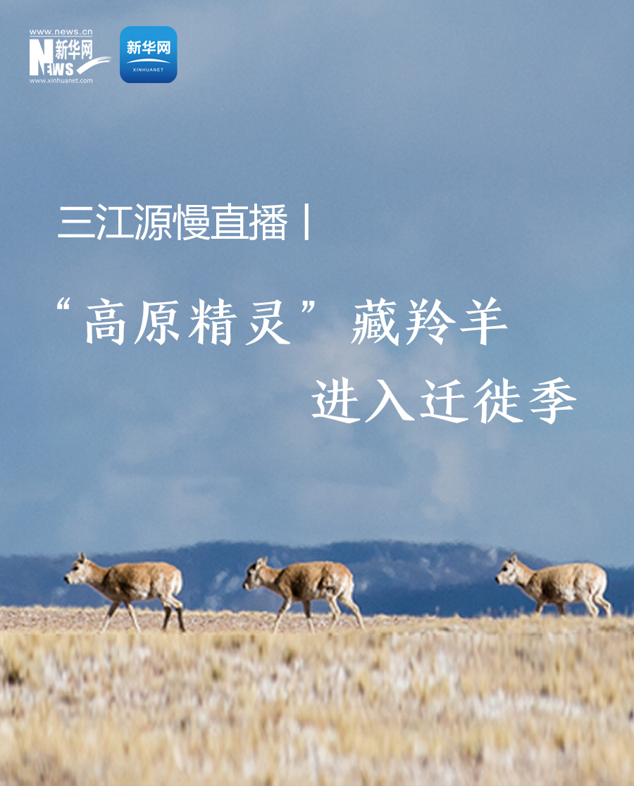 大美中国丨三江源慢直播——“高原精灵”藏羚羊进入迁徙季