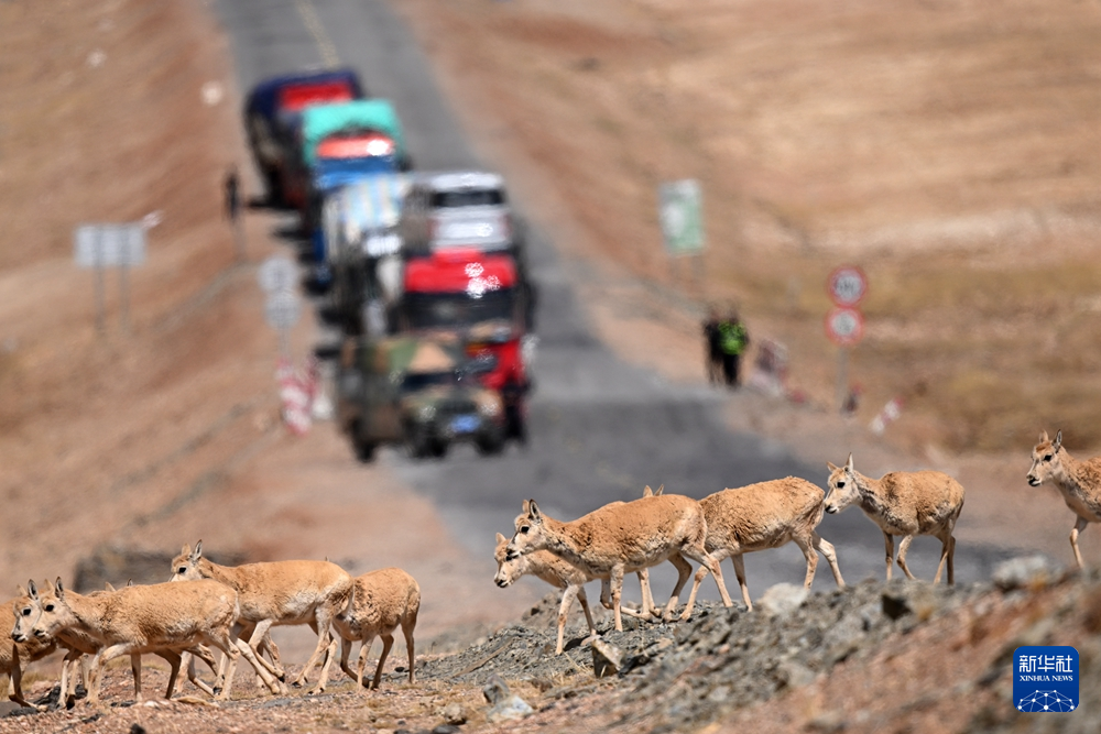 新华每日电讯丨可可西里藏羚羊进入迁徙产仔高峰期