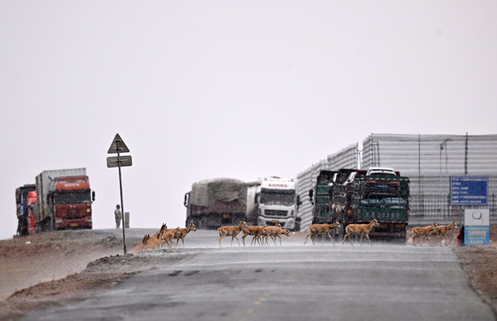 InPics: Tibetan antelopes migrate to Hoh Xil to give birth