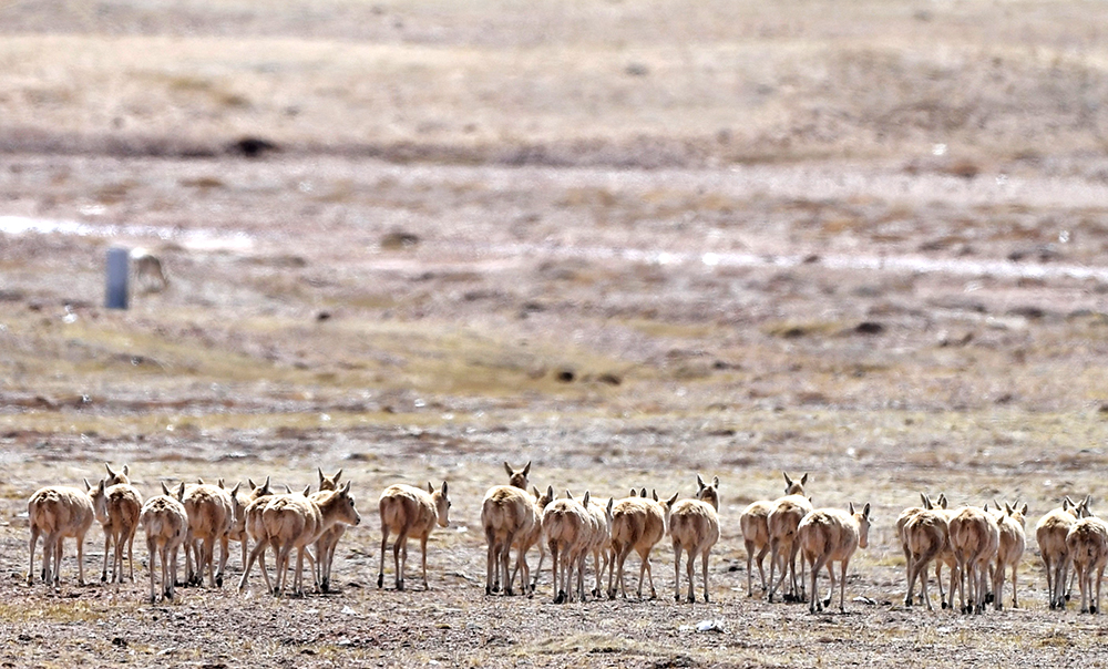 Pregnant Tibetan antelopes' migration trip to NW China's Hoh Xil