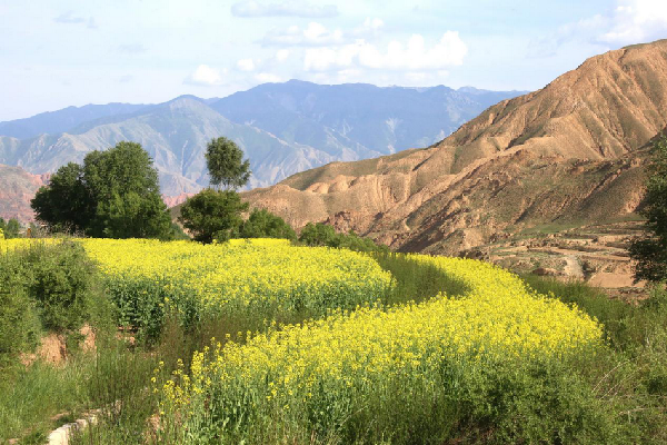 海南贵德丨看！阿言麦村的华丽转身