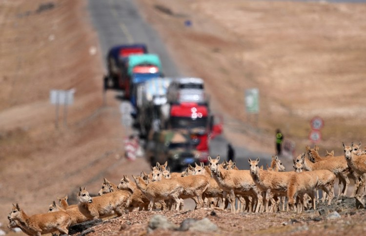 Massive Tibetan antelope migration a biodiversity triumph on "roof of the world"