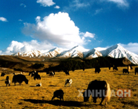 山坡上觅食的牦牛